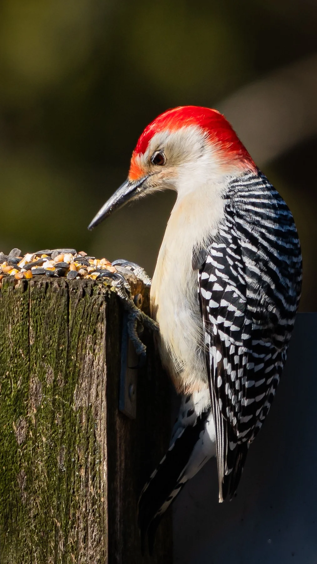 A red-bellied woodpecker with a bright red cap and black-and-white barred back, perched on a wooden post topped with bird seed